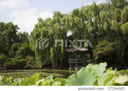 RF photo - Natural scenery. country side in season of Autumn, gardening, flowers, blue sky 133 RF photo - Natural scenery. country side in season of Autumn, gardening, flowers, blue sky 133 37204081