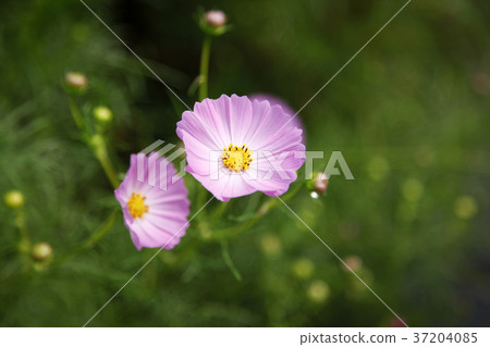 RF photo - Natural scenery. country side in season of Autumn, gardening, flowers, blue sky 122 RF photo - Natural scenery. country side in season of Autumn, gardening, flowers, blue sky 122 37204085