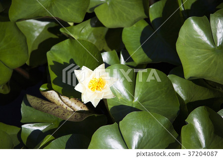 RF photo - Natural scenery. country side in season of Autumn, gardening, flowers, blue sky 140 37204087