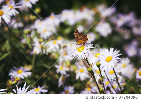 RF photo - Natural scenery. country side in season of Autumn, gardening, flowers, blue sky 137 RF photo - Natural scenery. country side in season of Autumn, gardening, flowers, blue sky 137 37204090