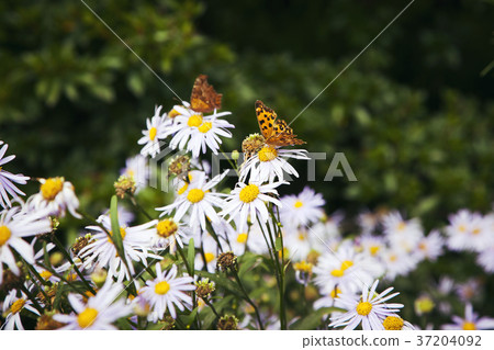 RF photo - Natural scenery. country side in season of Autumn, gardening, flowers, blue sky 118 RF photo - Natural scenery. country side in season of Autumn, gardening, flowers, blue sky 118 37204092