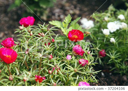 RF photo - Natural scenery. country side in season of Autumn, gardening, flowers, blue sky 139 RF photo - Natural scenery. country side in season of Autumn, gardening, flowers, blue sky 139 37204106