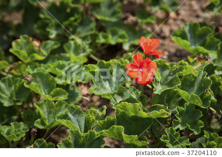 RF photo - Natural scenery. country side in season of Autumn, gardening, flowers, blue sky 100 RF photo - Natural scenery. country side in season of Autumn, gardening, flowers, blue sky 100 37204110