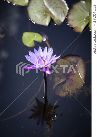 RF photo - Natural scenery. country side in season of Autumn, gardening, flowers, blue sky 117 RF photo - Natural scenery. country side in season of Autumn, gardening, flowers, blue sky 117 37204112