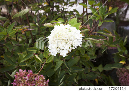 RF photo - Natural scenery. country side in season of Autumn, gardening, flowers, blue sky 132 RF photo - Natural scenery. country side in season of Autumn, gardening, flowers, blue sky 132 37204114
