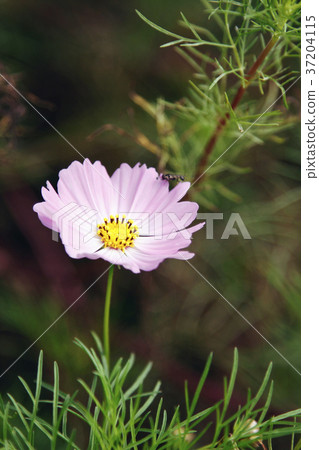 RF photo - Natural scenery. country side in season of Autumn, gardening, flowers, blue sky 093 RF photo - Natural scenery. country side in season of Autumn, gardening, flowers, blue sky 093 37204115