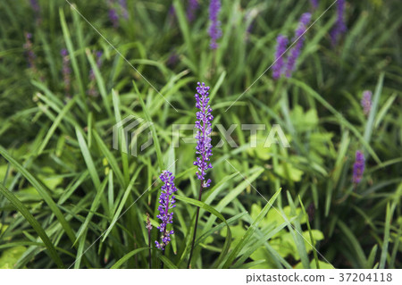 RF photo - Natural scenery. country side in season of Autumn, gardening, flowers, blue sky 096 RF photo - Natural scenery. country side in season of Autumn, gardening, flowers, blue sky 096 37204118