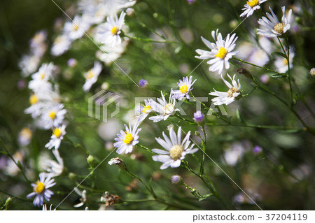 RF photo - Natural scenery. country side in season of Autumn, gardening, flowers, blue sky 125 RF photo - Natural scenery. country side in season of Autumn, gardening, flowers, blue sky 125 37204119