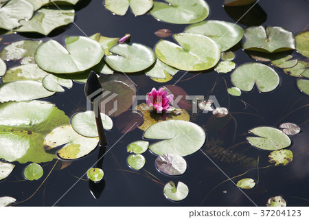 RF photo - Natural scenery. country side in season of Autumn, gardening, flowers, blue sky 114 RF photo - Natural scenery. country side in season of Autumn, gardening, flowers, blue sky 114 37204123