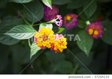 RF photo - Natural scenery. country side in season of Autumn, gardening, flowers, blue sky 128 37204135