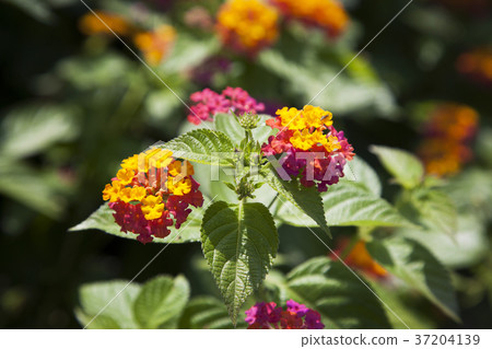 RF photo - Natural scenery. country side in season of Autumn, gardening, flowers, blue sky 084 RF photo - Natural scenery. country side in season of Autumn, gardening, flowers, blue sky 084 37204139