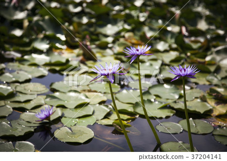 RF photo - Natural scenery. country side in season of Autumn, gardening, flowers, blue sky 116 37204141