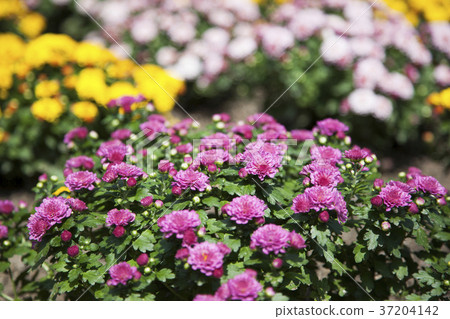 RF photo - Natural scenery. country side in season of Autumn, gardening, flowers, blue sky 099 RF photo - Natural scenery. country side in season of Autumn, gardening, flowers, blue sky 099 37204142