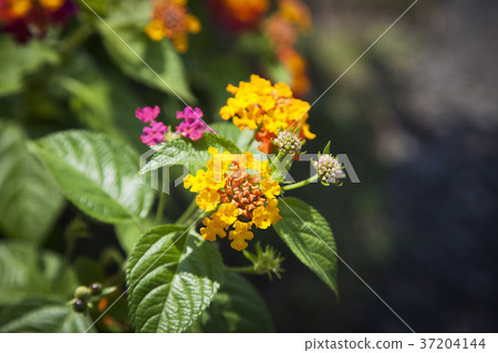 RF photo - Natural scenery. country side in season of Autumn, gardening, flowers, blue sky 110 RF photo - Natural scenery. country side in season of Autumn, gardening, flowers, blue sky 110 37204144