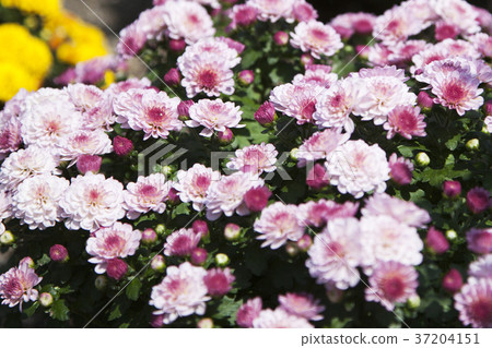 RF photo - Natural scenery. country side in season of Autumn, gardening, flowers, blue sky 124 RF photo - Natural scenery. country side in season of Autumn, gardening, flowers, blue sky 124 37204151