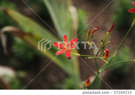 RF photo - Natural scenery. country side in season of Autumn, gardening, flowers, blue sky 092 RF photo - Natural scenery. country side in season of Autumn, gardening, flowers, blue sky 092 37204153