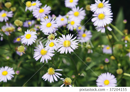 RF photo - Natural scenery. country side in season of Autumn, gardening, flowers, blue sky 079 RF photo - Natural scenery. country side in season of Autumn, gardening, flowers, blue sky 079 37204155