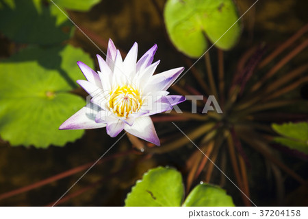 RF photo - Natural scenery. country side in season of Autumn, gardening, flowers, blue sky 123 RF photo - Natural scenery. country side in season of Autumn, gardening, flowers, blue sky 123 37204158