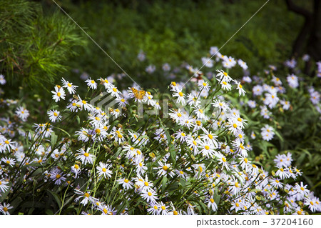 RF photo - Natural scenery. country side in season of Autumn, gardening, flowers, blue sky 121 37204160