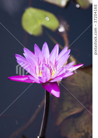 RF photo - Natural scenery. country side in season of Autumn, gardening, flowers, blue sky 075 RF photo - Natural scenery. country side in season of Autumn, gardening, flowers, blue sky 075 37204168