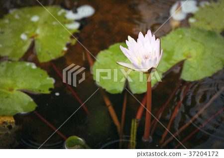 RF photo - Natural scenery. country side in season of Autumn, gardening, flowers, blue sky 090 37204172