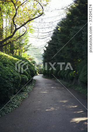 RF photo - Natural scenery. country side in season of Autumn, gardening, flowers, blue sky 073 RF photo - Natural scenery. country side in season of Autumn, gardening, flowers, blue sky 073 37204174