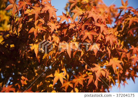 RF photo - Natural scenery. country side in season of Autumn, gardening, flowers, blue sky 111 RF photo - Natural scenery. country side in season of Autumn, gardening, flowers, blue sky 111 37204175
