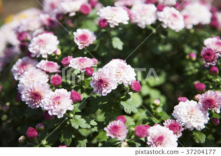 RF photo - Natural scenery. country side in season of Autumn, gardening, flowers, blue sky 081 RF photo - Natural scenery. country side in season of Autumn, gardening, flowers, blue sky 081 37204177