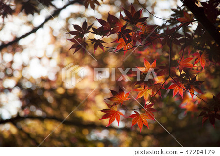 RF photo - Natural scenery. country side in season of Autumn, gardening, flowers, blue sky 072 37204179