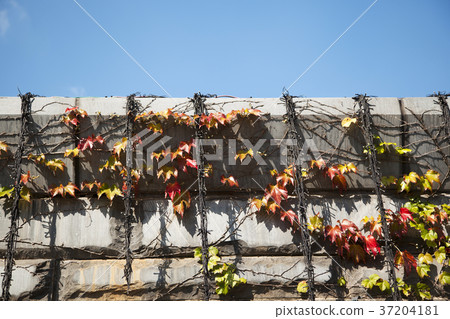 RF photo - Natural scenery. country side in season of Autumn, gardening, flowers, blue sky 063 RF photo - Natural scenery. country side in season of Autumn, gardening, flowers, blue sky 063 37204181