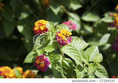 RF photo - Natural scenery. country side in season of Autumn, gardening, flowers, blue sky 108 RF photo - Natural scenery. country side in season of Autumn, gardening, flowers, blue sky 108 37204191