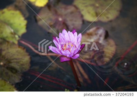 RF photo - Natural scenery. country side in season of Autumn, gardening, flowers, blue sky 107 RF photo - Natural scenery. country side in season of Autumn, gardening, flowers, blue sky 107 37204193