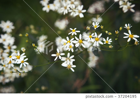 RF photo - Natural scenery. country side in season of Autumn, gardening, flowers, blue sky 105 RF photo - Natural scenery. country side in season of Autumn, gardening, flowers, blue sky 105 37204195