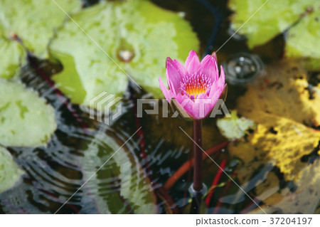 RF photo - Natural scenery. country side in season of Autumn, gardening, flowers, blue sky 064 RF photo - Natural scenery. country side in season of Autumn, gardening, flowers, blue sky 064 37204197