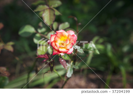 RF photo - Natural scenery. country side in season of Autumn, gardening, flowers, blue sky 101 RF photo - Natural scenery. country side in season of Autumn, gardening, flowers, blue sky 101 37204199