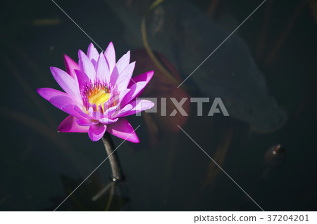 RF photo - Natural scenery. country side in season of Autumn, gardening, flowers, blue sky 061 RF photo - Natural scenery. country side in season of Autumn, gardening, flowers, blue sky 061 37204201