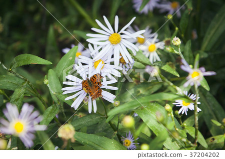 RF photo - Natural scenery. country side in season of Autumn, gardening, flowers, blue sky 102 37204202