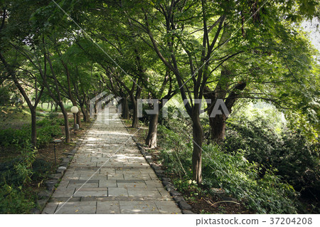 RF photo - Natural scenery. country side in season of Autumn, gardening, flowers, blue sky 094 RF photo - Natural scenery. country side in season of Autumn, gardening, flowers, blue sky 094 37204208
