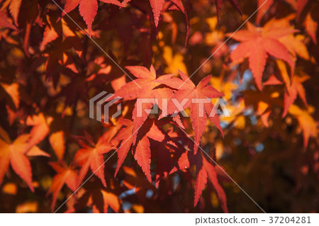 RF photo - Natural scenery. country side in season of Autumn, gardening, flowers, blue sky 036 RF photo - Natural scenery. country side in season of Autumn, gardening, flowers, blue sky 036 37204281