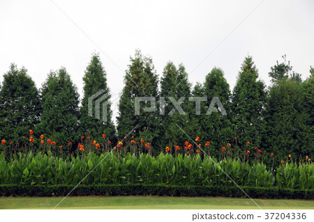 RF photo - Natural scenery. country side in season of Autumn, gardening, flowers, blue sky 008 37204336