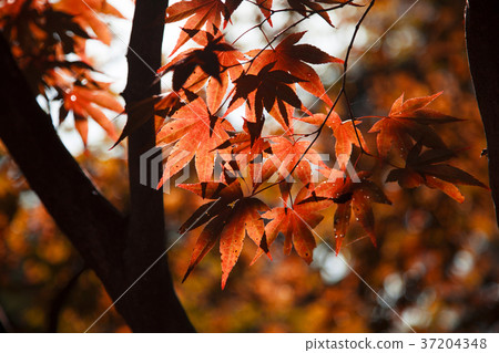RF photo - Natural scenery. country side in season of Autumn, gardening, flowers, blue sky 002 RF photo - Natural scenery. country side in season of Autumn, gardening, flowers, blue sky 002 37204348