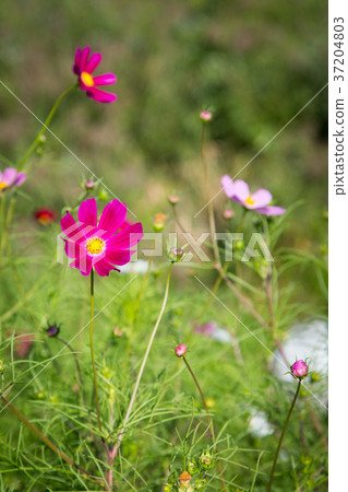 RF photo - flower festival, buckwheat flower, cosmos, sunflower, blue sky, beautiful scenery 155 RF photo - flower festival, buckwheat flower, cosmos, sunflower, blue sky, beautiful scenery 155 37204803