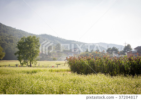 RF photo - flower festival, buckwheat flower, cosmos, sunflower, blue sky, beautiful scenery 158 RF photo - flower festival, buckwheat flower, cosmos, sunflower, blue sky, beautiful scenery 158 37204817