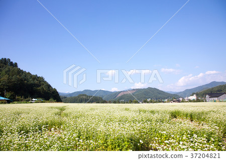 RF photo - flower festival, buckwheat flower, cosmos, sunflower, blue sky, beautiful scenery 152 RF photo - flower festival, buckwheat flower, cosmos, sunflower, blue sky, beautiful scenery 152 37204821