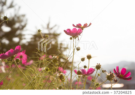 RF photo - flower festival, buckwheat flower, cosmos, sunflower, blue sky, beautiful scenery 160 RF photo - flower festival, buckwheat flower, cosmos, sunflower, blue sky, beautiful scenery 160 37204825