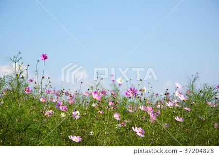 RF photo - flower festival, buckwheat flower, cosmos, sunflower, blue sky, beautiful scenery 157 RF photo - flower festival, buckwheat flower, cosmos, sunflower, blue sky, beautiful scenery 157 37204828