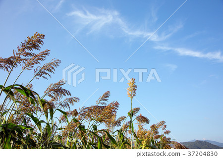 RF photo - flower festival, buckwheat flower, cosmos, sunflower, blue sky, beautiful scenery 159 RF photo - flower festival, buckwheat flower, cosmos, sunflower, blue sky, beautiful scenery 159 37204830