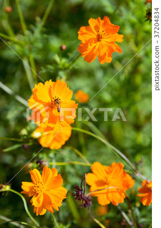 RF photo - flower festival, buckwheat flower, cosmos, sunflower, blue sky, beautiful scenery 141 RF photo - flower festival, buckwheat flower, cosmos, sunflower, blue sky, beautiful scenery 141 37204834