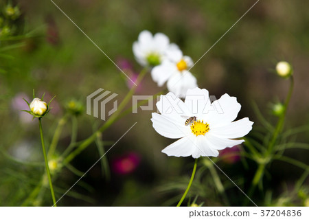RF photo - flower festival, buckwheat flower, cosmos, sunflower, blue sky, beautiful scenery 154 RF photo - flower festival, buckwheat flower, cosmos, sunflower, blue sky, beautiful scenery 154 37204836