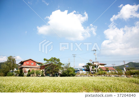 RF photo - flower festival, buckwheat flower, cosmos, sunflower, blue sky, beautiful scenery 151 RF photo - flower festival, buckwheat flower, cosmos, sunflower, blue sky, beautiful scenery 151 37204840